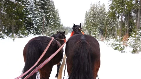 Horses run with bells in winter Vidéo 88323434