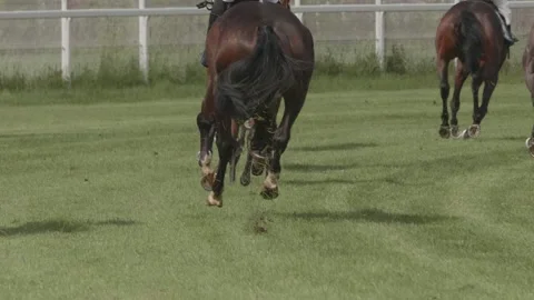 Horses run in competitions in the race for first place. Horse racing in slow  Stock Footage 196282385
