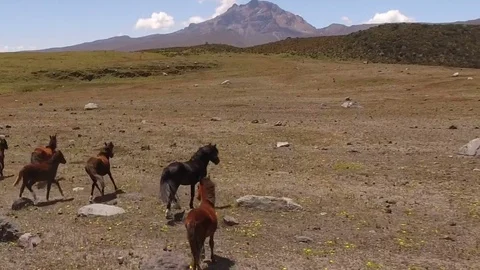 Horses Run off into the Distance Stock-Footage 77753650