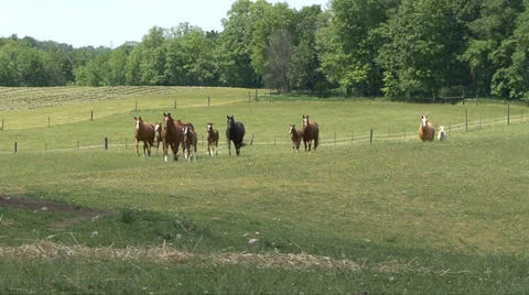 HORSES RUN IN FIELD Video stock 34959501