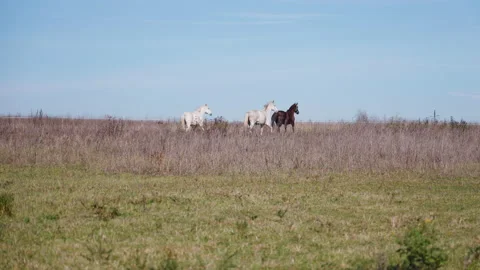 Horses run in a field slowmo Stock-Footage 164806981