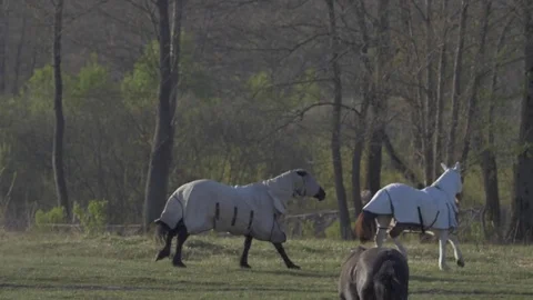 Horses run on field in summer Stock Footage 77677340