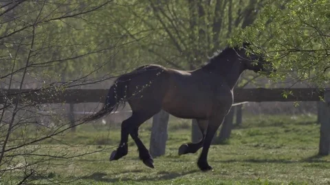Horses run on field in summer Stock Footage 77677347