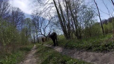 Horses run on field in summer Stock Footage 77677414