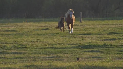 Horses run on field in summer Vídeo Stock 77678098