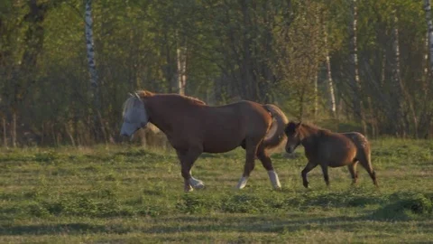 Horses run on field in summer Stock Footage 77678125