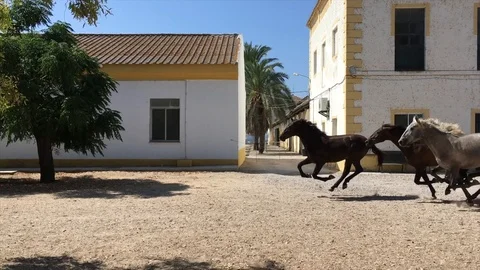 Horses run Stock Footage 94167399