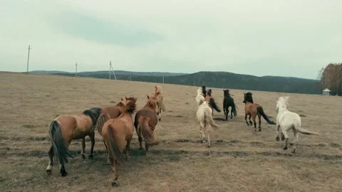Horses run Stock Footage 157631140