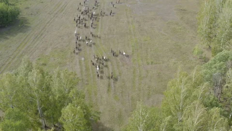 Horses run from the forest to the field Видео 236083108