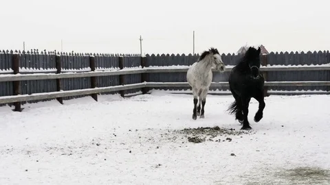Horses run inside the paddock Stock Footage