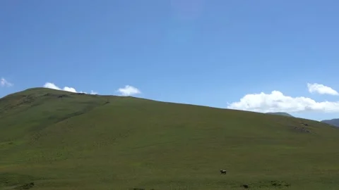 Horses run on a mountain slope Stock Footage 137442841