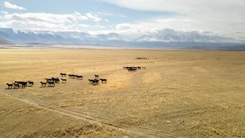 Horses run through the fields. Altai mountains, Russia. Stock Footage 283957854