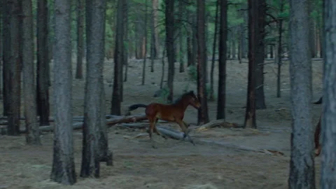 Horses run through a forest during early morning light in a quiet area Stock Footage 327870893