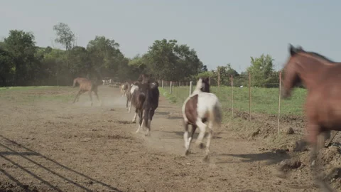 Horses run through open gate Stock Footage 131202681