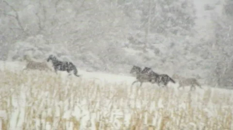 Horses Run Through Snow Stock Footage