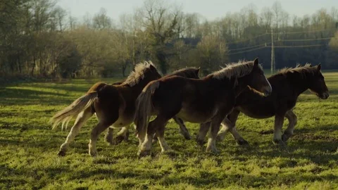 Horses running 4k Stock Footage 71333352