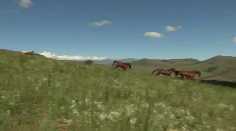 Horses running down a hill Stock Footage 11153121