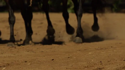 Horses running in field Stock Footage 65871865