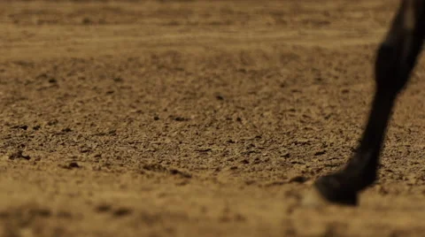 Horses running in field Stock Footage 65871910