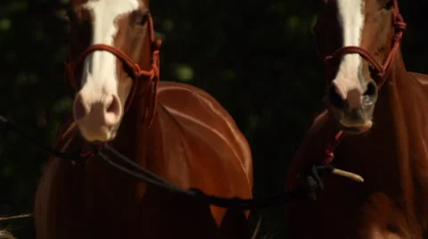 Horses running in field Video stock 65871987