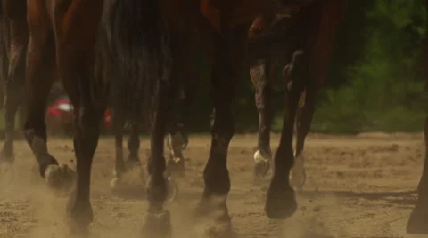 Horses running in field Stock Footage 65871989