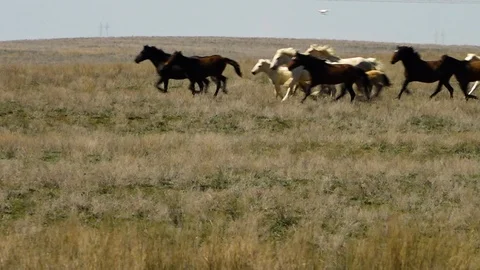 Horses running in a field Video stock 92352534