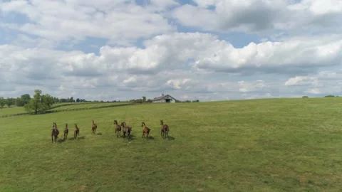 Horses running in a field Stock Footage 246138921
