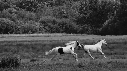 Horses running in the field Video stock 271347488