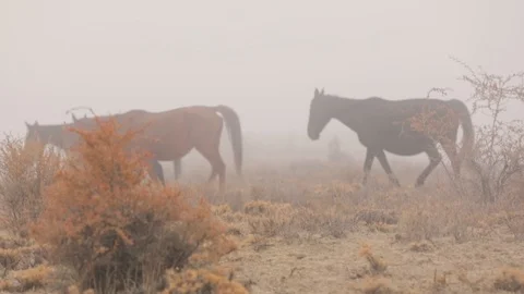 Horses running into the fog. Slow motion. Stock Footage 103992575
