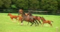 Horses Running HD Footage