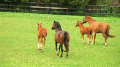 Horses Running Stock Footage 136990