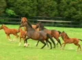 Horses Running Footage