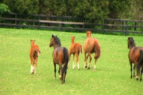 Horses Running 動画素材 2736435