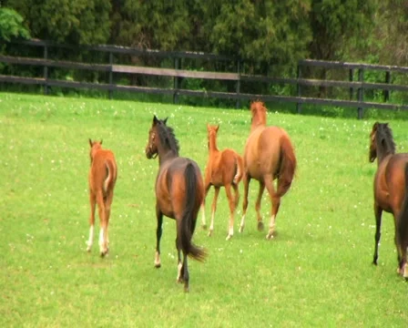 Horses Running Stock Footage 2837442