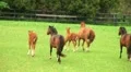 Horses Running HD Footage