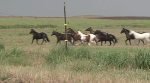 Horses Running Stock Footage 36274570