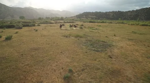 Horses Running 스톡 동영상 51232612