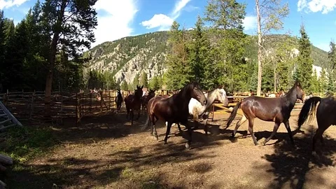Horses Running Stock Footage 76133841