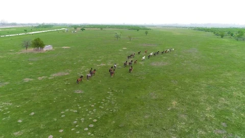 Horses running 動画素材 127147964