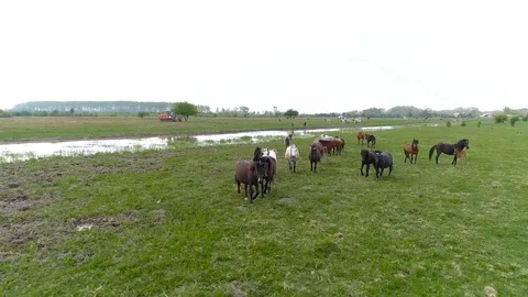 Horses running. Stock Footage 127181091