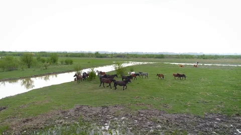 Horses running. Stock Footage 127182515