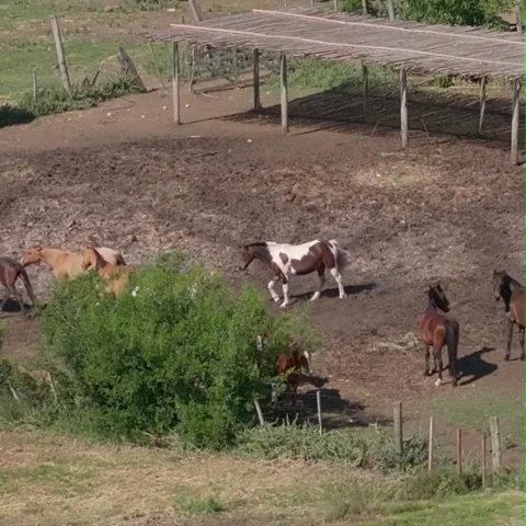 Horses running 库存影片 277076809