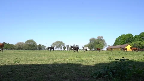 Horses running Stock Footage 301447316