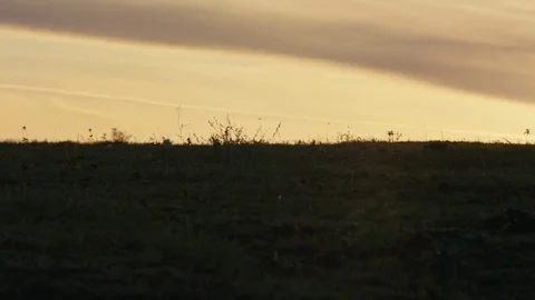 Horses running on a grass field Stock Footage 85017917