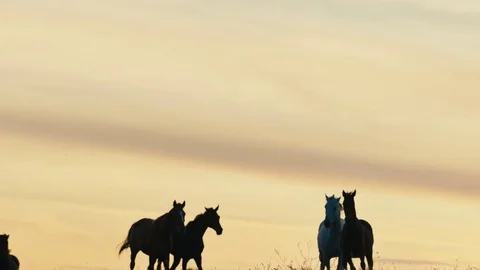 Horses running on a grass field Stock Footage 85019347