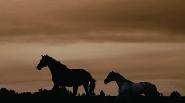 Horses running on a grass field Stock Footage 86133552