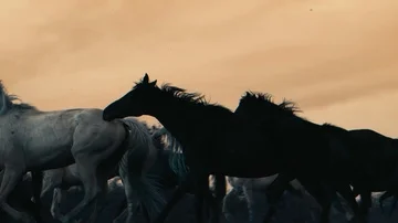 Horses running on a grass field Stock Footage 86133577