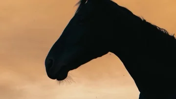 Horses running on a grass field Stock Footage 86133599