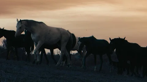 Horses running on a grass field Stock Footage 86133693