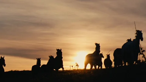 Horses running on a grass field Stock Footage 86133877